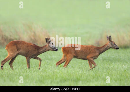 Reh in Wiese am Niederrhein Stockfoto
