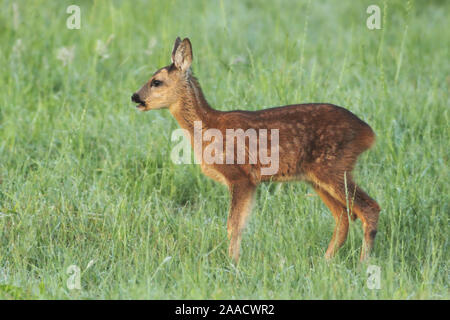 Reh in Wiese am Niederrhein Stockfoto