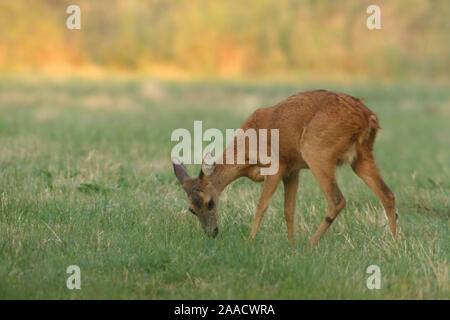 Reh in Wiese am Niederrhein Stockfoto