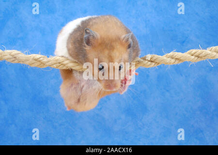 Golden hamster Klettern am Seil/(Mesocricetus auratus)/Goldhamster klettert am Seil/Freisteller, ausgeschnitten, Objekt, Objekt, innen, Studio, Hallenbad Stockfoto