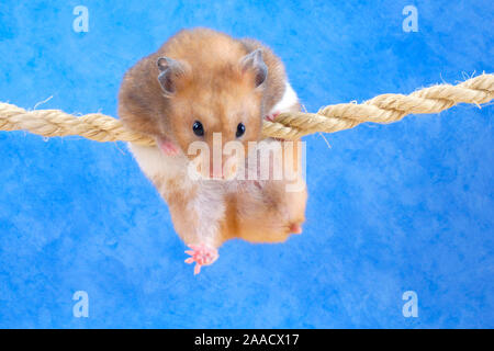 Golden hamster Klettern am Seil/(Mesocricetus auratus)/Goldhamster klettert am Seil/Freisteller, ausgeschnitten, Objekt, Objekt, innen, Studio, Hallenbad Stockfoto