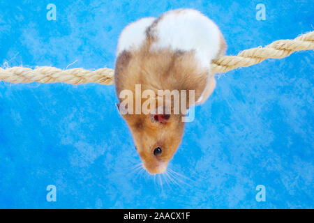 Golden hamster Klettern am Seil/(Mesocricetus auratus)/Goldhamster klettert am Seil/Freisteller, ausgeschnitten, Objekt, Objekt, innen, Studio, Hallenbad Stockfoto