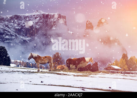 Pferde auf der Wiese im Winter Schneefall, Dolomiten, Seiser Alm (Seiser Alm), Südtirol, Italien. Stockfoto