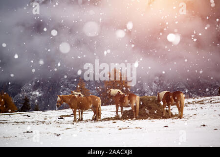 Pferde auf der Wiese im Winter Schneefall, Dolomiten, Seiser Alm (Seiser Alm), Südtirol, Italien. Stockfoto