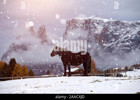 Pferde auf der Wiese im Winter Schneefall, Dolomiten, Seiser Alm (Seiser Alm), Südtirol, Italien. Stockfoto