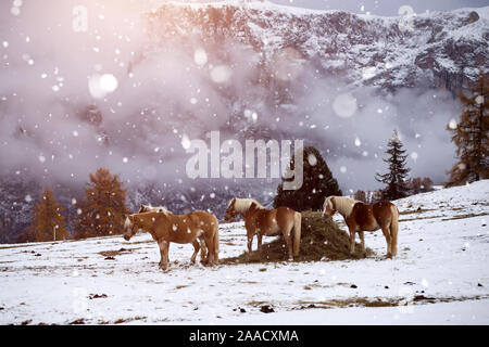 Pferde auf der Wiese im Winter Schneefall, Dolomiten, Seiser Alm (Seiser Alm), Südtirol, Italien. Stockfoto