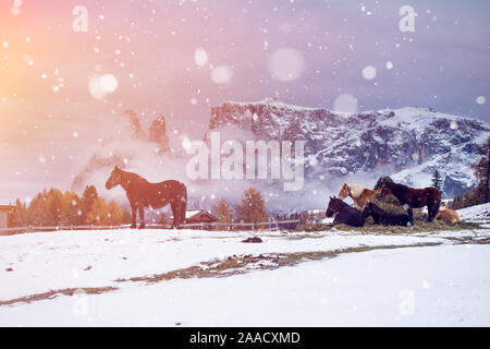 Pferde auf der Wiese im Winter Schneefall, Dolomiten, Seiser Alm (Seiser Alm), Südtirol, Italien. Stockfoto