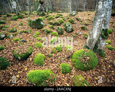 Herbst Wald im Balkangebirge, Bulgarien. November. Laub von Jahrhunderte alten Bäumen haben den Boden bedeckt. Die Steine sind mit g abgedeckt Stockfoto