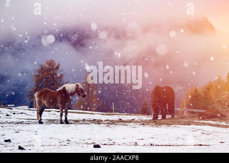 Pferde auf der Wiese im Winter Schneefall, Dolomiten, Seiser Alm (Seiser Alm), Südtirol, Italien. Stockfoto