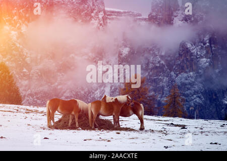 Pferde auf der Wiese im Winter Schneefall, Dolomiten, Seiser Alm (Seiser Alm), Südtirol, Italien. Stockfoto