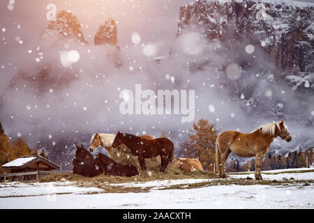 Pferde auf der Wiese im Winter Schneefall, Dolomiten, Seiser Alm (Seiser Alm), Südtirol, Italien. Stockfoto