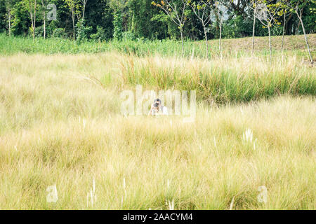 Asiatische chinesische Reifen männlichen unter outdoor Fotos mit digitalen DSLR-Kamera. Genießen Sie im Ruhestand leben. Stockfoto
