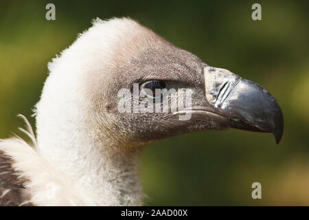 Porträt eines Weißen gesichert Geier, Tylose in Africanus Stockfoto