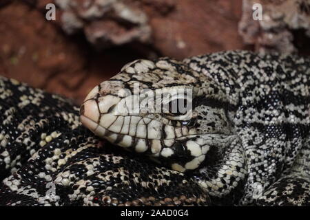 Argentinischen Schwarz und Weiß tegu Stockfoto