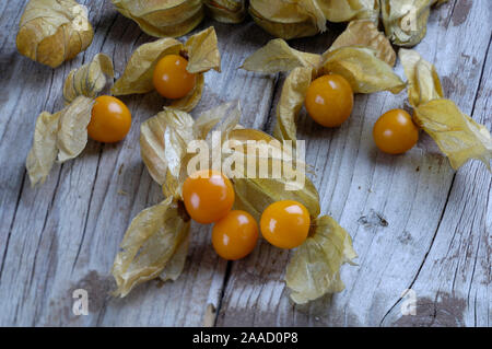 Kap Stachelbeeren/(Physalis rubro) //Peruanische Blasenkirsche Kapstachelbeere, Andenbeere, Goldenberry/Nachtschattengewaechse, Solanaceae, in Stockfoto