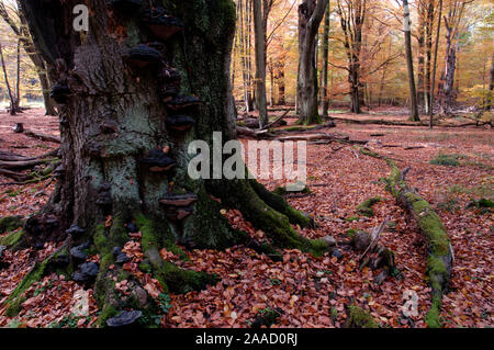 Toter Baum im Urwald Sababurg, Hessen, Deutschland/(Fagus sylvatica)/Totholz im Urwald Sababurg Reinhardswald, Hessen, Deutschland Stockfoto