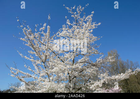 Yoshino cherry, Potomac Kirsche, Tokyo cherry/(Prunus x yedoensis) | Tokio Kirsche, Pfister Maienkirsche/(Prunus x yedoensis) / Stockfoto