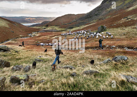 Sammeln fiel der Herdwick und Swaledale Schafe, Coniston, Cumbria, November 2019. Ein Team von Hirten der Herde Schafe nach unten in Richtung Coniston Dorf. Stockfoto