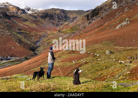 Sammeln fiel der Herdwick und Swaledale Schafe, Coniston, Cumbria, November 2019. Hirte Peter Redhead scannt die Tops für Schafe müssen gesammelt werden. Stockfoto