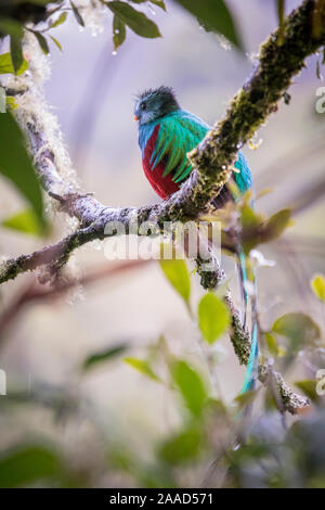 Glänzende Quetzal, pharomachrus mocinno. Vögel in Costa Rica. San Gerardo de Dota Stockfoto