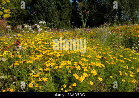 Bett von Blüten mit goldenen Bedder/(Erysimum allionii) / Blumenbeet mit Goldlack/Schöterich, sibirische Mauerblümchen Stockfoto