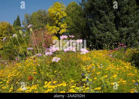 Bett von Blüten mit goldenen Bedder/(Erysimum allionii) / Blumenbeet mit Goldlack/Schöterich, sibirische Mauerblümchen Stockfoto