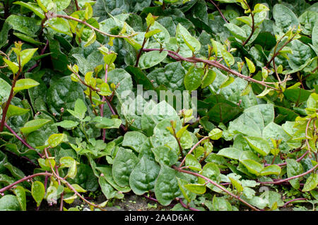 Malabar Spinat/(Basella rubra) | Malabarspinat, Basellspinat, Ceylon Rezepte Muscheln Zucchini/(Basella rubra)/Basellaceae, Basellgewächse Stockfoto