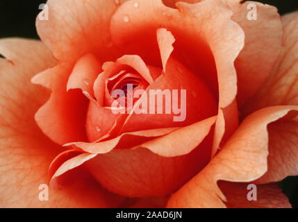 Pflanzen, Blumen, Rote Rose, Bluete, Detail, Nee, Makro, Nahaufnahme, rosa, Pflanzen, Blumen, Rosen, Rot, Rose, Nahaufnahme, Makro, Stockfoto