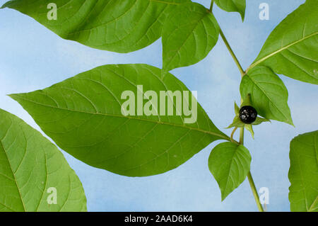 Tollkirsche (atropa Bella-donna) |/Tollkirsche (atropa Bella-donna)/Allgemein, Homöopathie, Stockfoto