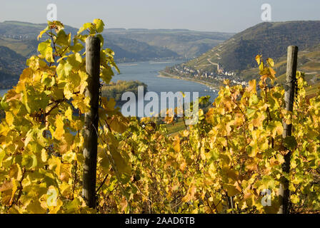 Europa; Deutschland; Rheinland-Pfalz; Mittelrhein; Lorch; Herbst; Herbstlandschaft; Rheintal; Unesco; Weinberg; Fluss; Rhein; Reise Stockfoto