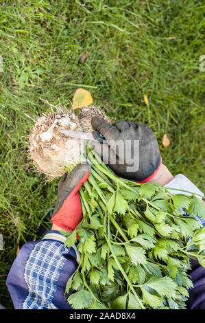 Bauer mit frischem Bio-gemüse. Ernte im Garten, den ökologischen Landbau Konzept Stockfoto