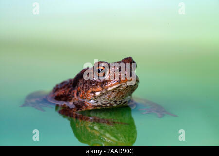 Erdkröte (Bufo bufo) Stockfoto