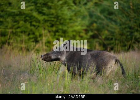 Wildschwein Winter auf Nahrungssuche, Sus scrofa Stockfoto