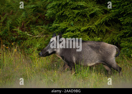 Wildschwein Winter auf Nahrungssuche, Sus scrofa Stockfoto