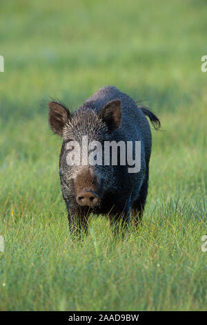 Wildschwein Winter auf Nahrungssuche, Sus scrofa Stockfoto