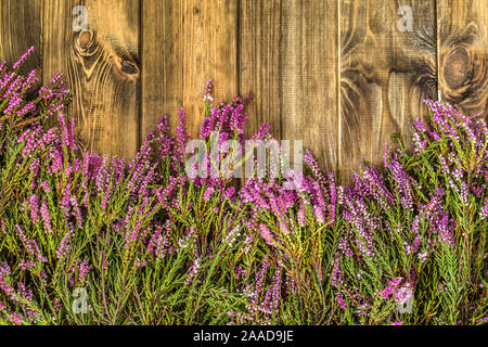 Heather Blumen auf Holz- Hintergrund Stockfoto