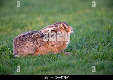 Feldhase (Lepus Europaeus) Stockfoto