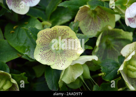 Rosa/Lila-weiße Helleborus x hybridus Blumen in einer Grenze an RHS Garden Harlow Carr, Harrogate, Yorkshire. England, UK. Stockfoto