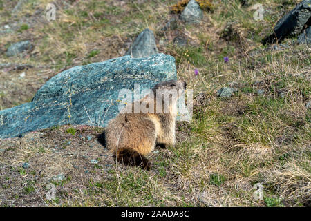 Murmeltier sitzend auf einem Alpinen mit grüner Wiese und Steine in den Hintergrund in Deutschland Stockfoto