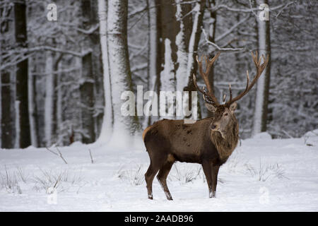 Rothirsch im Winter, Cervus elaphus Stockfoto