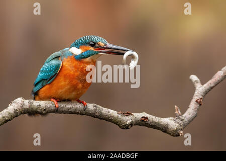 Gemeinsame Eisvogel, alcedo atthis, und dem Zeitpunkt der Erfassung der Fische Beute Stockfoto