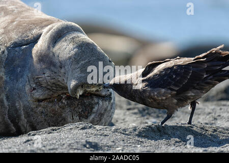 Südlicher See-Elefant (Mirounga leonina leonina) Tierporträt, mit Subantarktikskua, auch Brauner Skua genannt (Eulen antarcticus), Gold Harbour, Südgeor Stockfoto