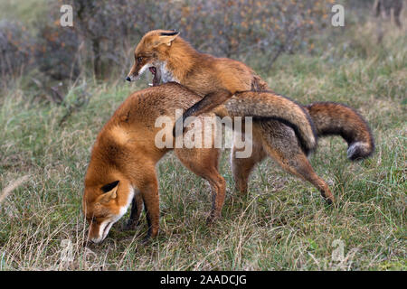 Rotfuchs, Vulpes vulpes, zwei Fuechse spielen im Wald Stockfoto