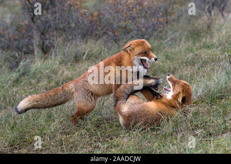 Rotfuchs, Vulpes vulpes, zwei Fuechse spielen im Wald Stockfoto