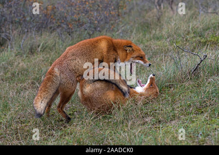 Rotfuchs, Vulpes vulpes, zwei Fuechse spielen im Wald Stockfoto