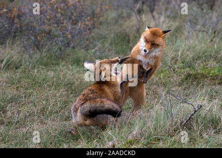 Rotfuchs, Vulpes vulpes, zwei Fuechse spielen im Wald Stockfoto