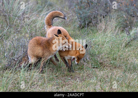 Rotfuchs, Vulpes vulpes, zwei Fuechse spielen im Wald Stockfoto