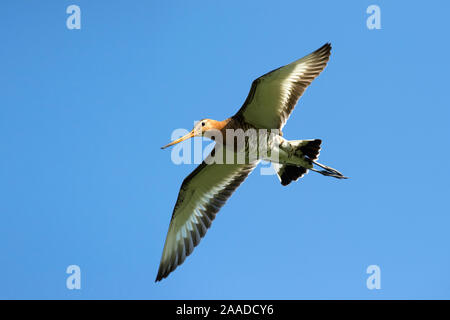 Uferschnepfe, Cygnus olor, Flugaufnahme, blauer Himmel, Stockfoto