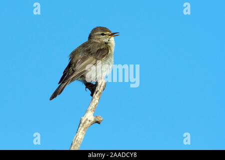 Fitis, Phylloscopus trochilus, Stockfoto