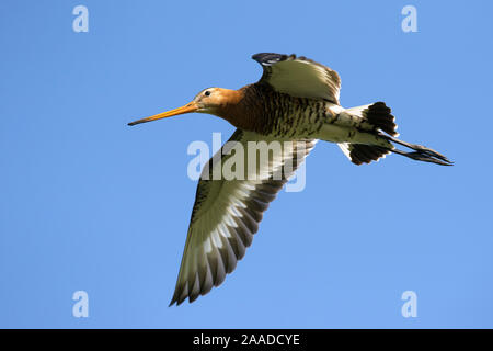 Uferschnepfe, Cygnus olor, Flugaufnahme, blauer Himmel, Stockfoto